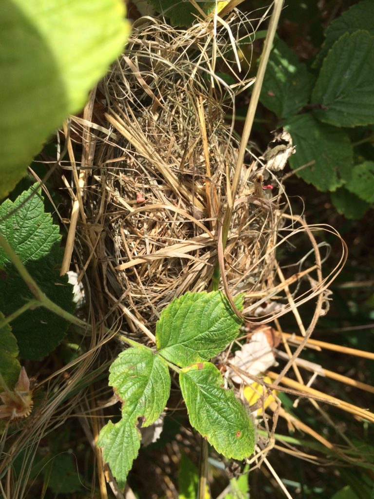 Valokuvaaja: Jouko Mäenpää