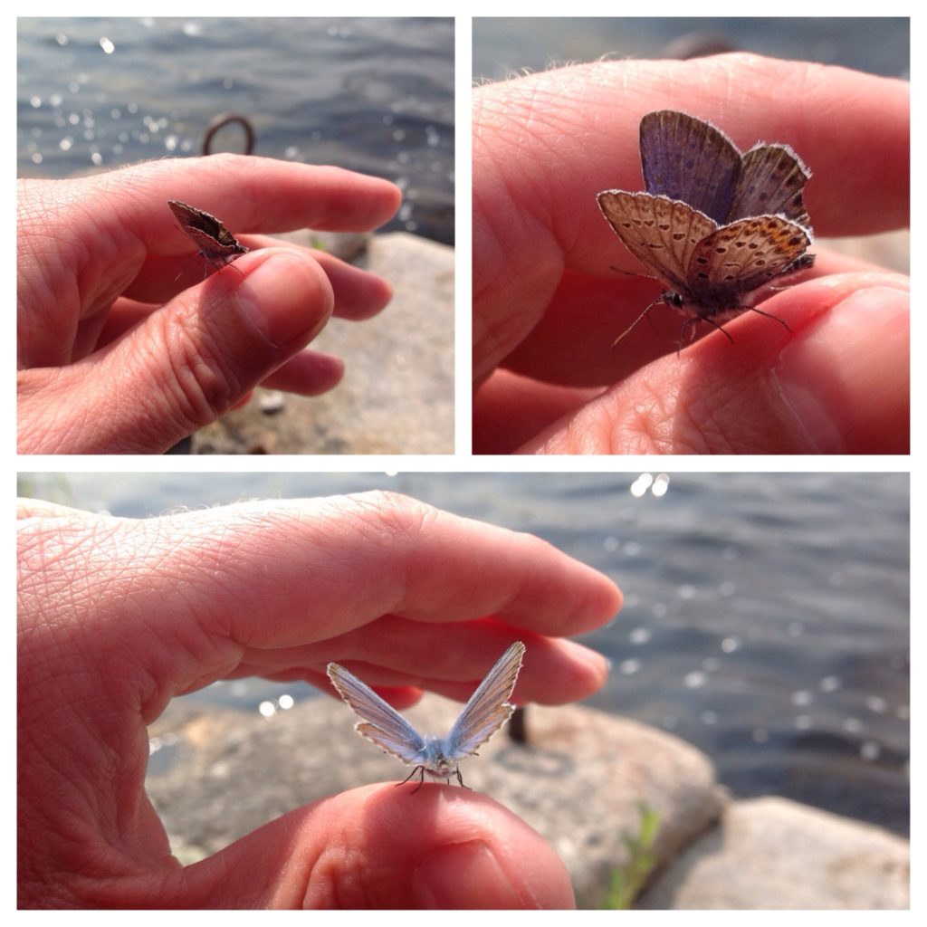 Valokuvaaja: Iiris Virtanen 