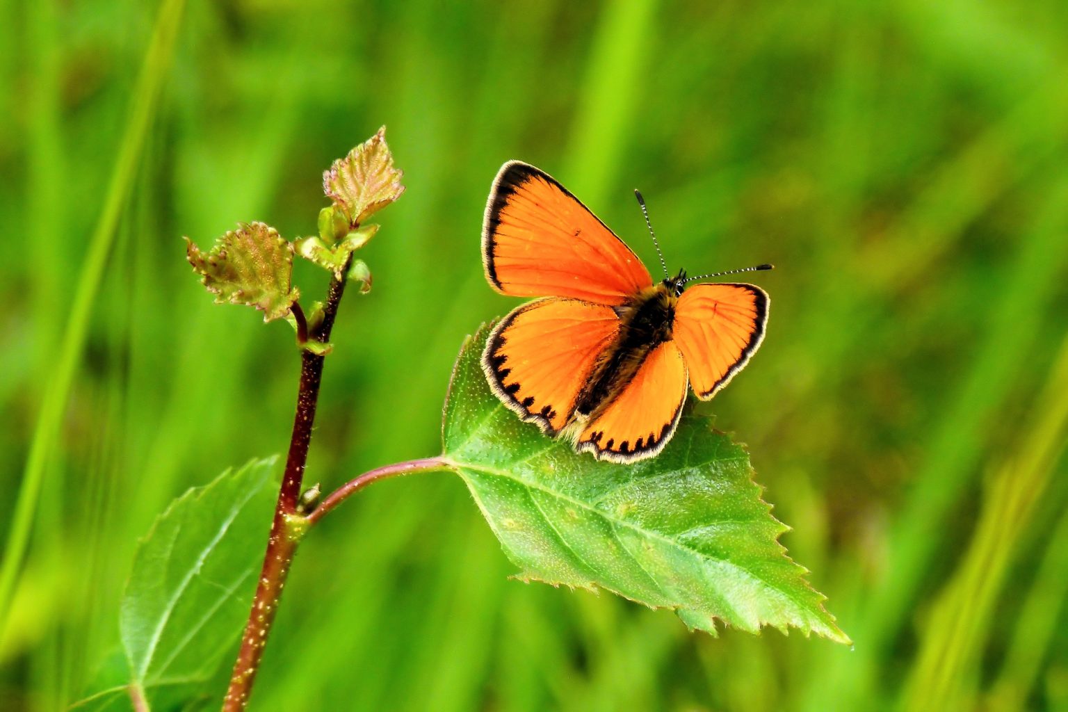 Valokuvaaja: Jaana Svahn