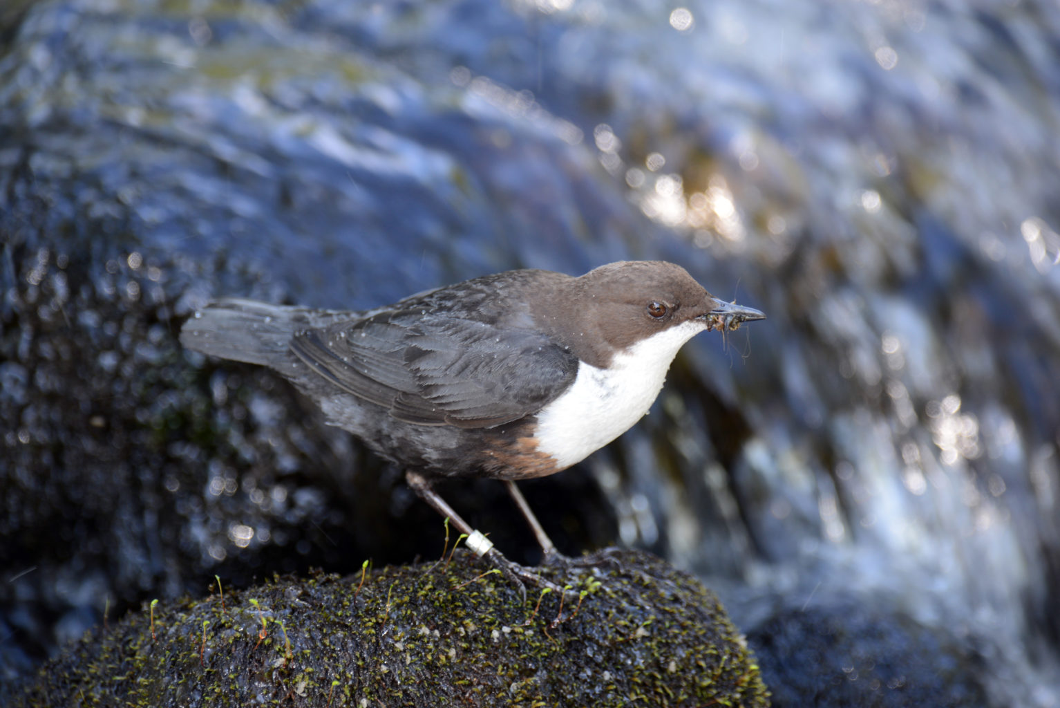 Valokuvaaja: V-P Viklund