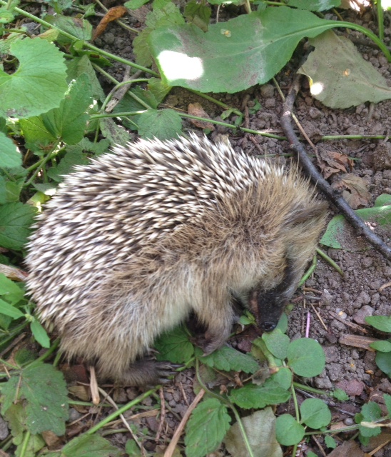 Valokuvaaja: Airi Puurula