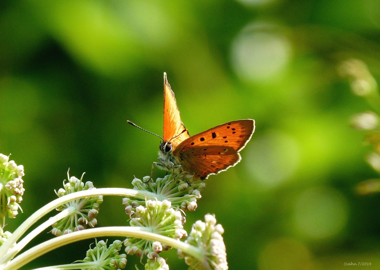 Valokuvaaja: Jaana Svahn