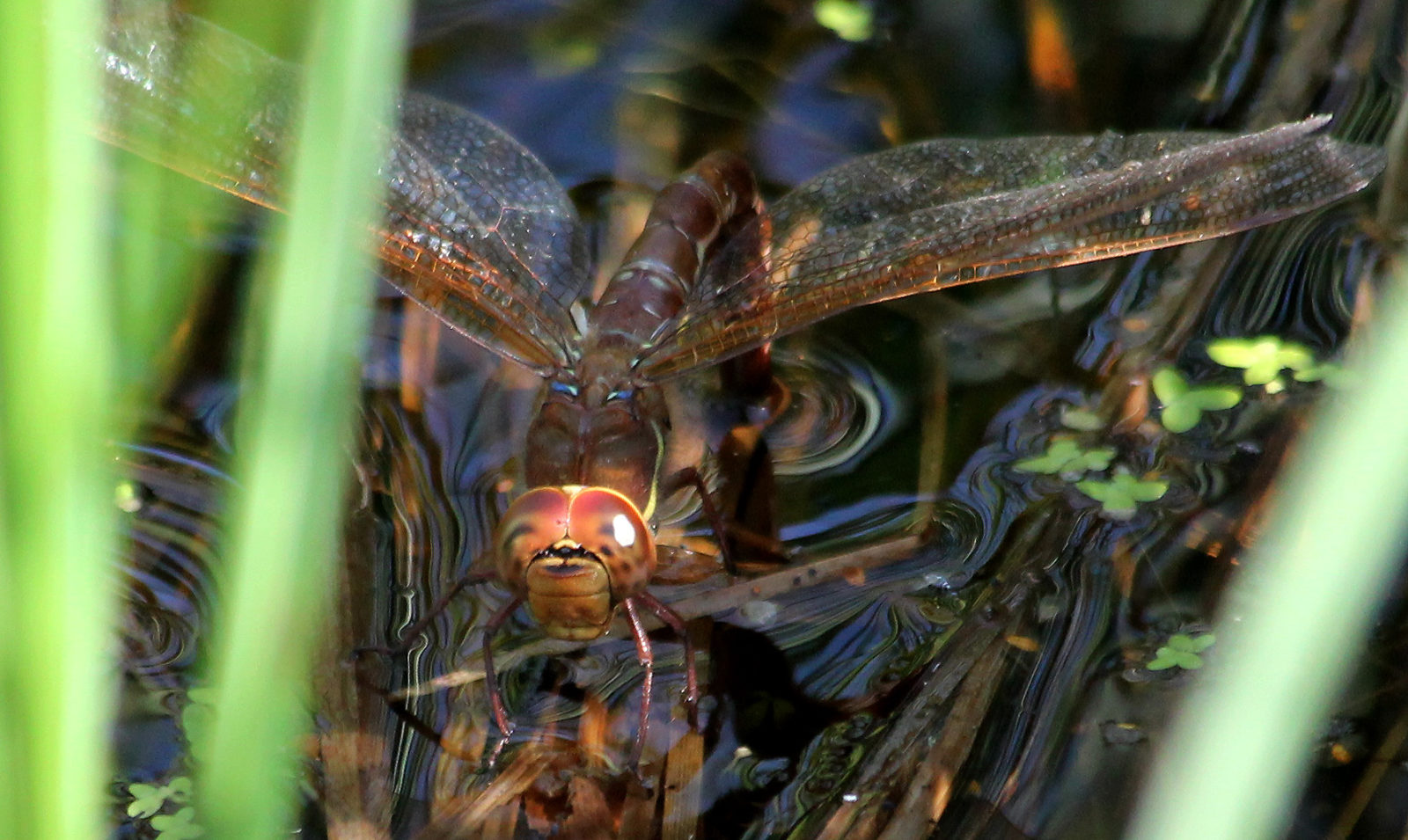 Valokuvaaja: Anneli Hernesaho