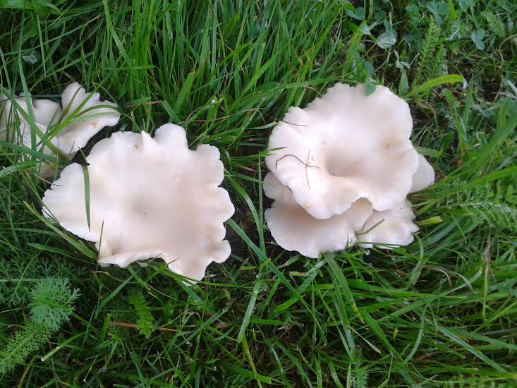 Valokuvaaja: Anne Koikkalainen