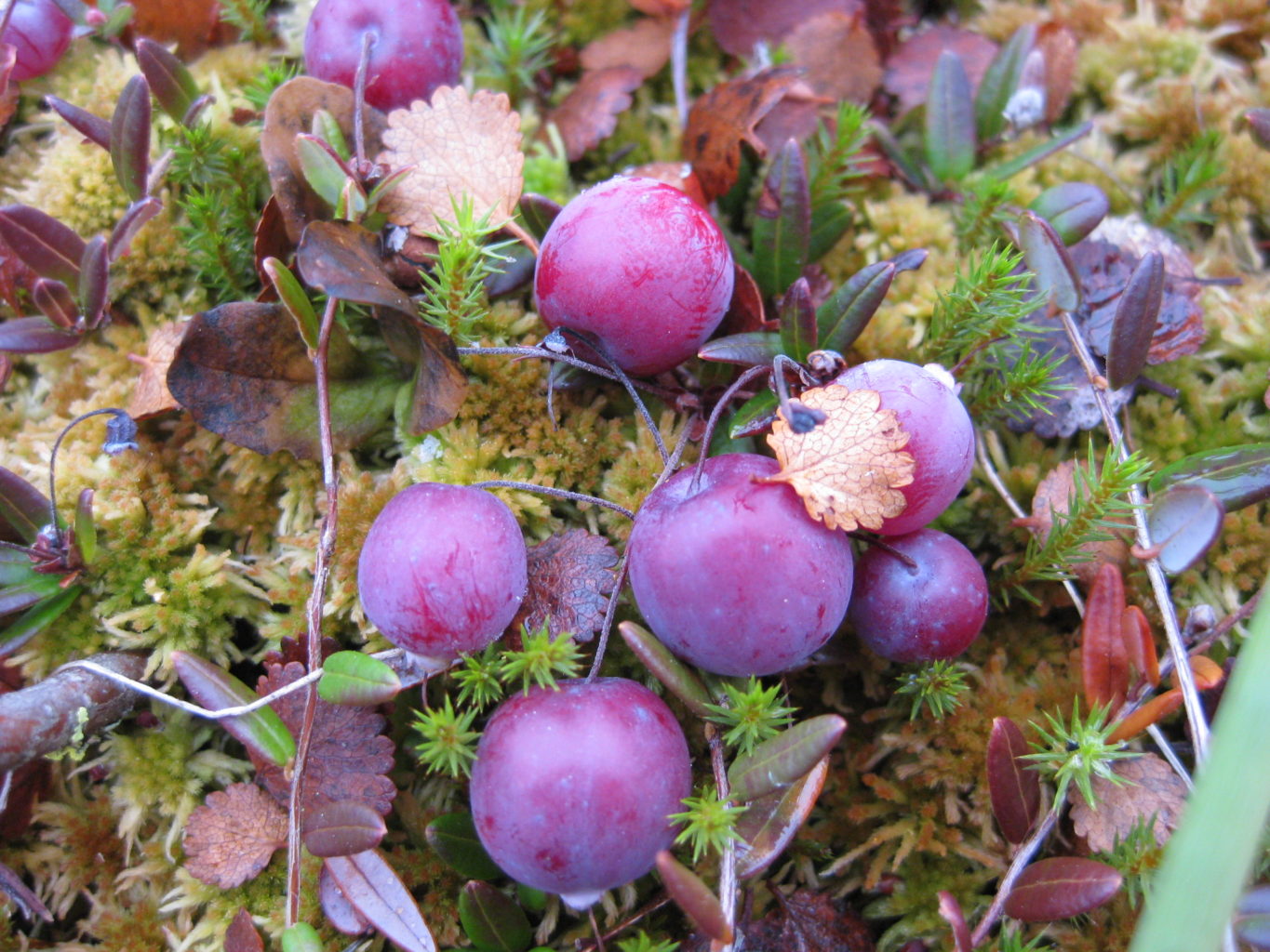 Valokuvaaja: yrjo lukkari