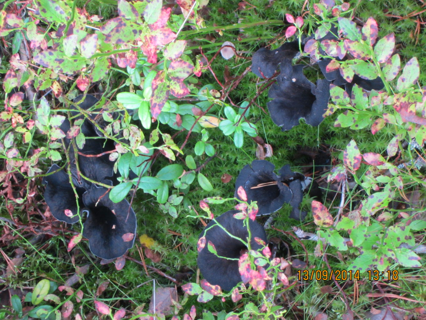 Valokuvaaja: Kirstimaria Sandholm