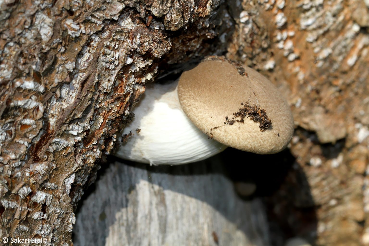 Valokuvaaja: Sakari Sipilä