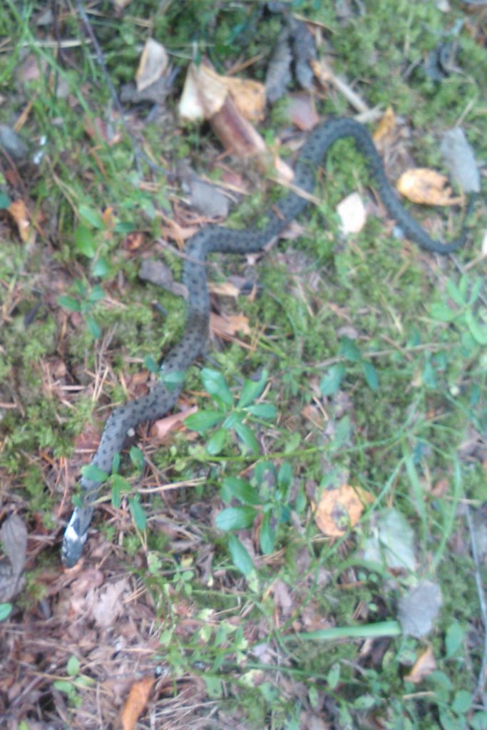 Valokuvaaja: Ilari Uttula