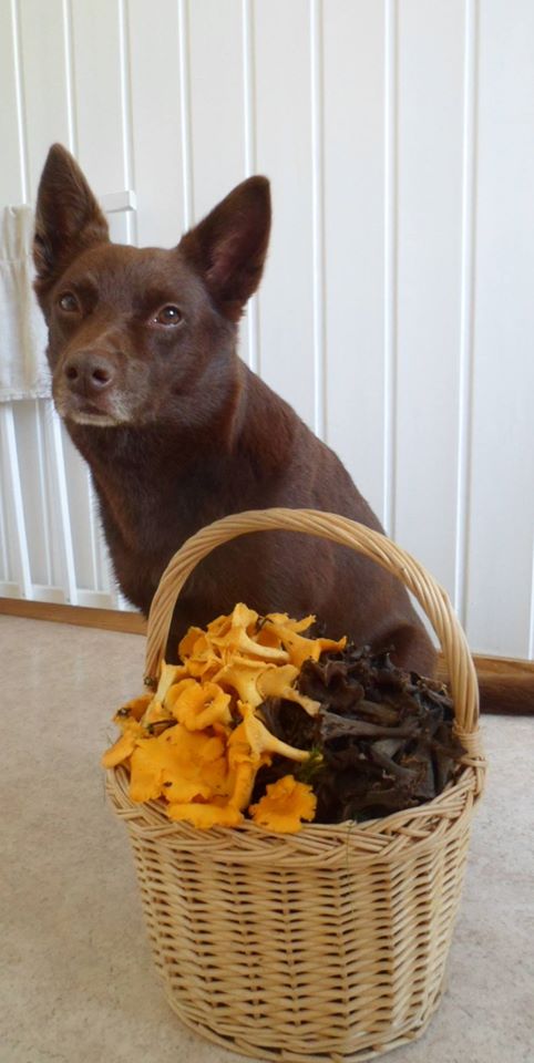 Valokuvaaja: Kiti Levistö