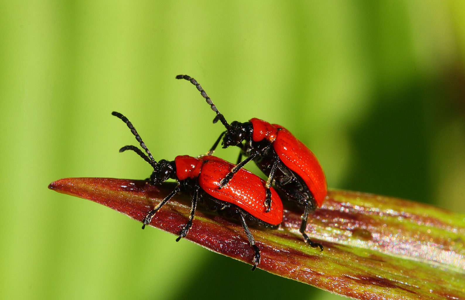 Valokuvaaja: Berndt Hannelius