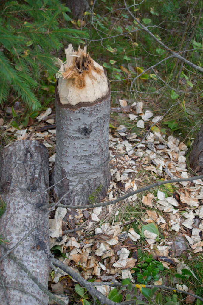Valokuvaaja: Terho Männistö