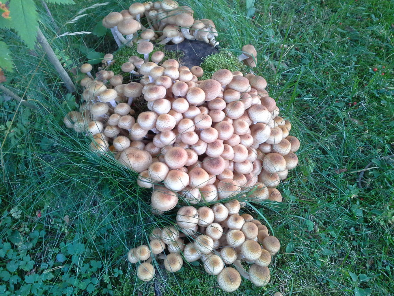 Valokuvaaja: Pirjo Vedenoja