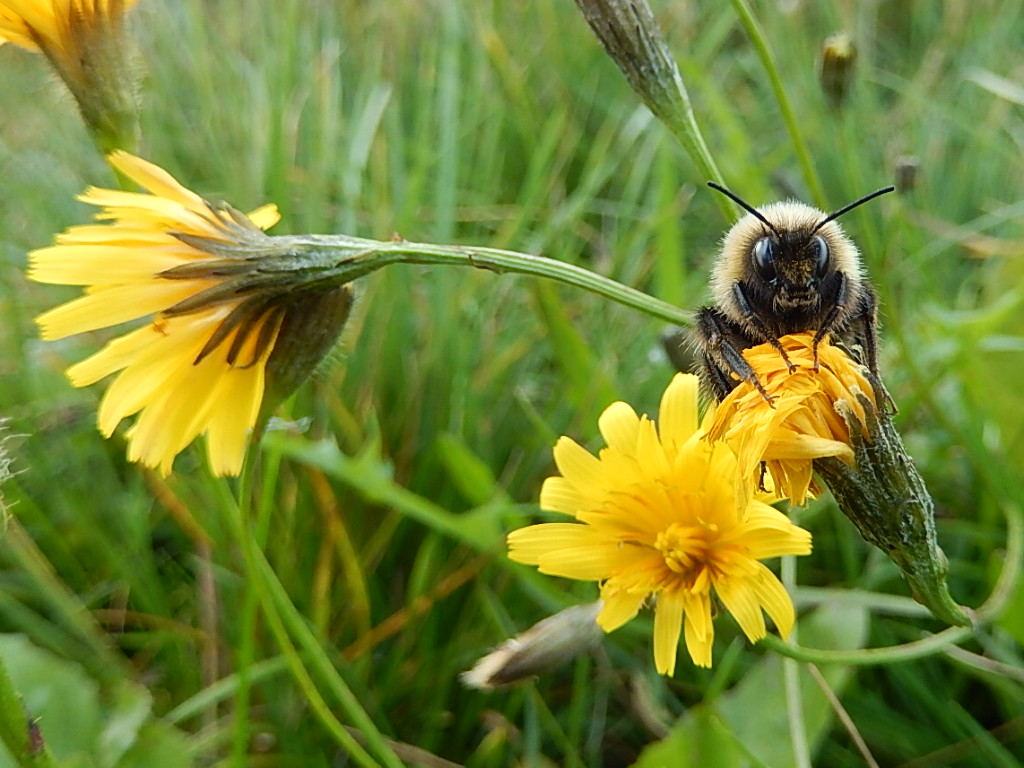 Valokuvaaja: Pirkko Siukonen Valokuvaaja: Pirkko Siukonen
