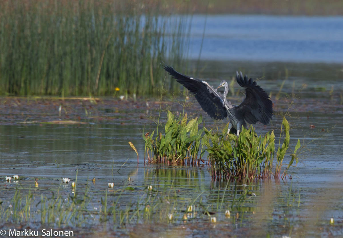 Valokuvaaja: Markku Salonen