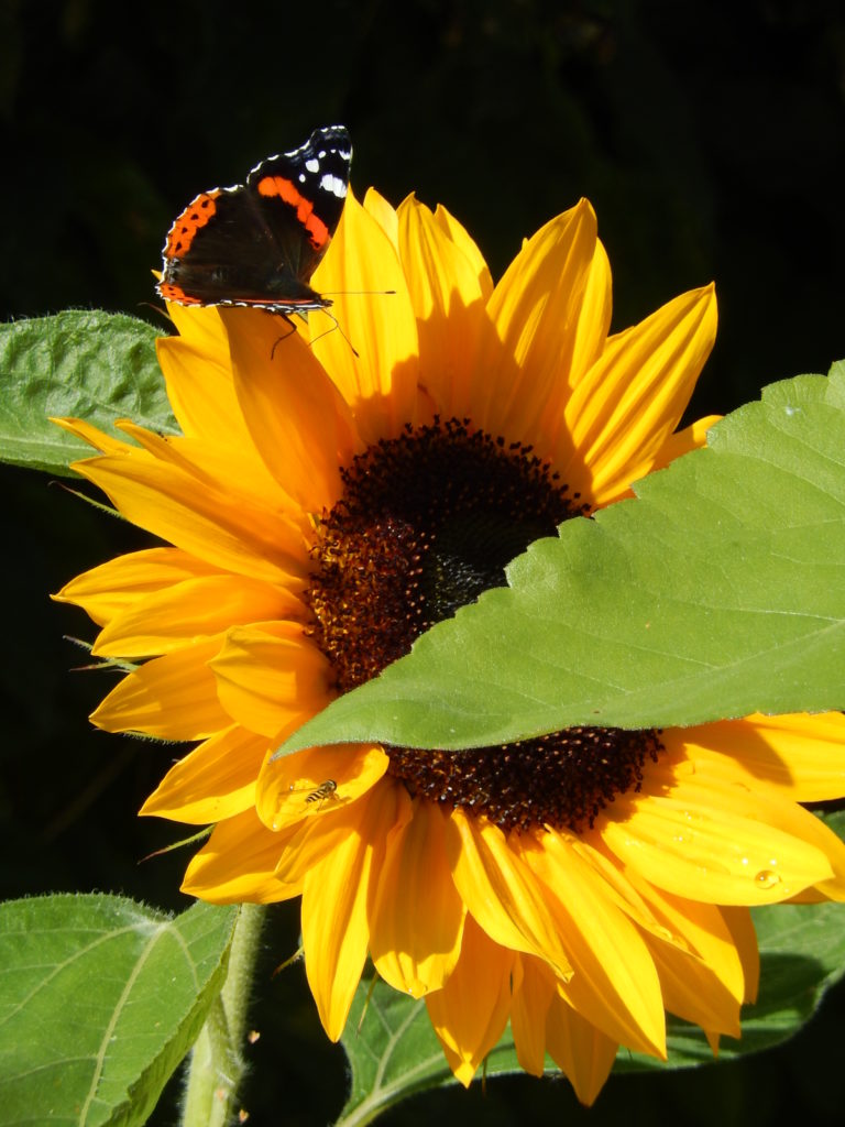 Valokuvaaja: Pirkko Siukonen