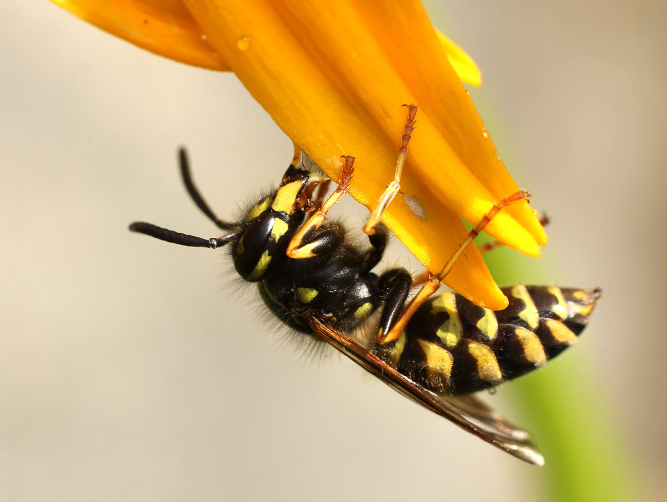 Valokuvaaja: Tarja Porkkala