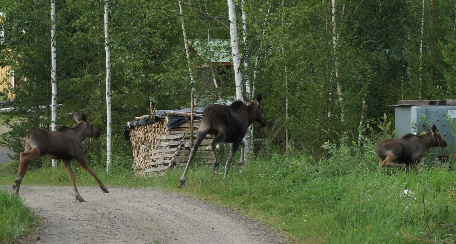Valokuvaaja: Maarit Siitonen Valokuvaaja: Maarit Siitonen