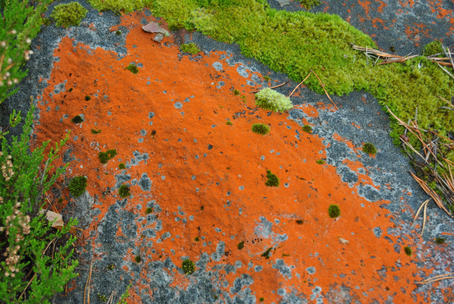 Valokuvaaja: Maija Koskinen