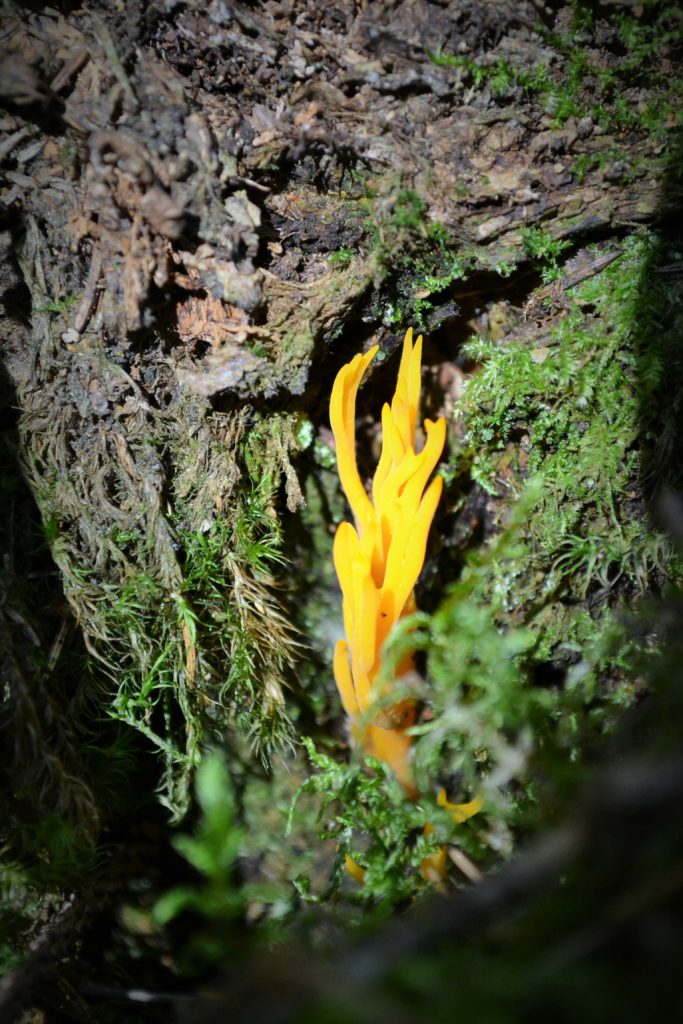 Valokuvaaja: Satu Välimaa