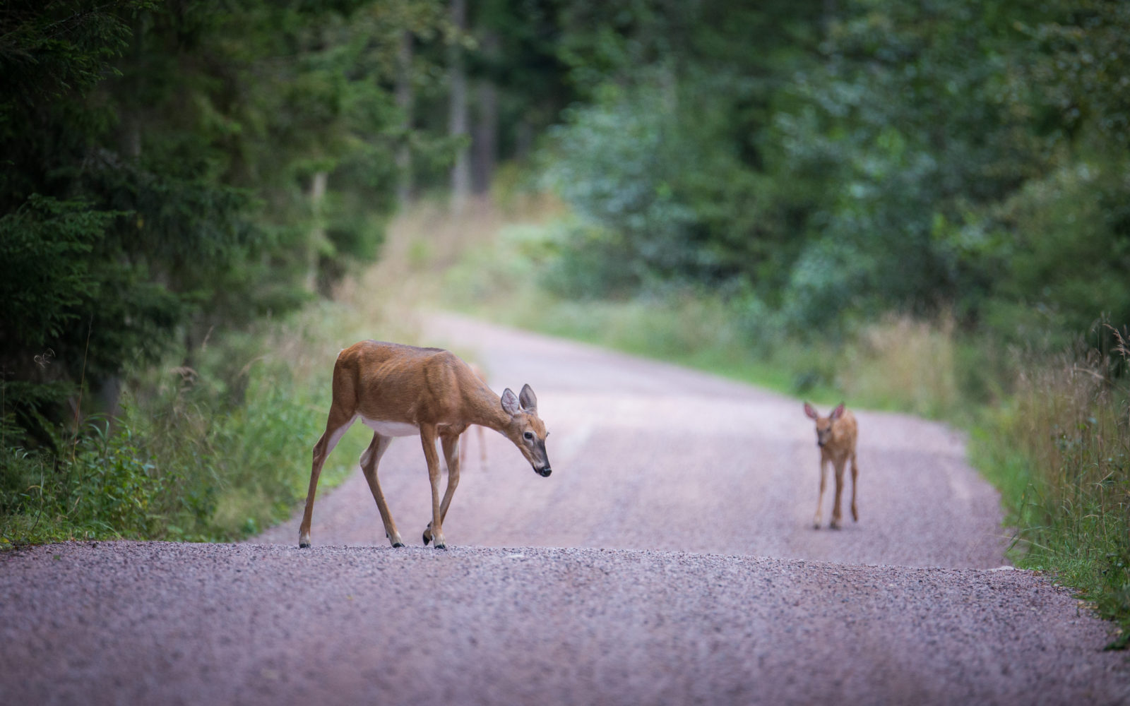 Valokuvaaja: Toni Limnell