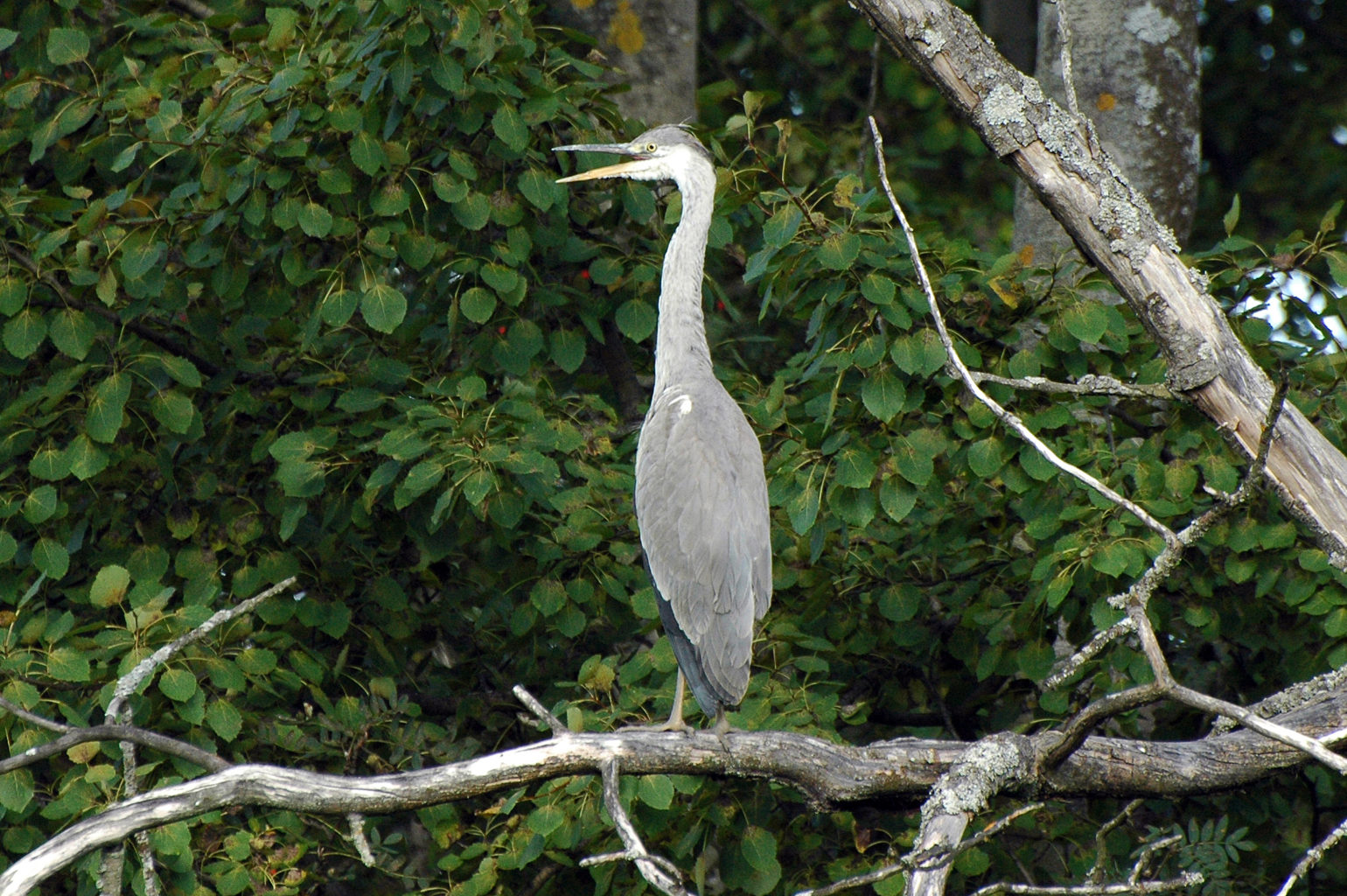 Valokuvaaja: Paavo Siukonen