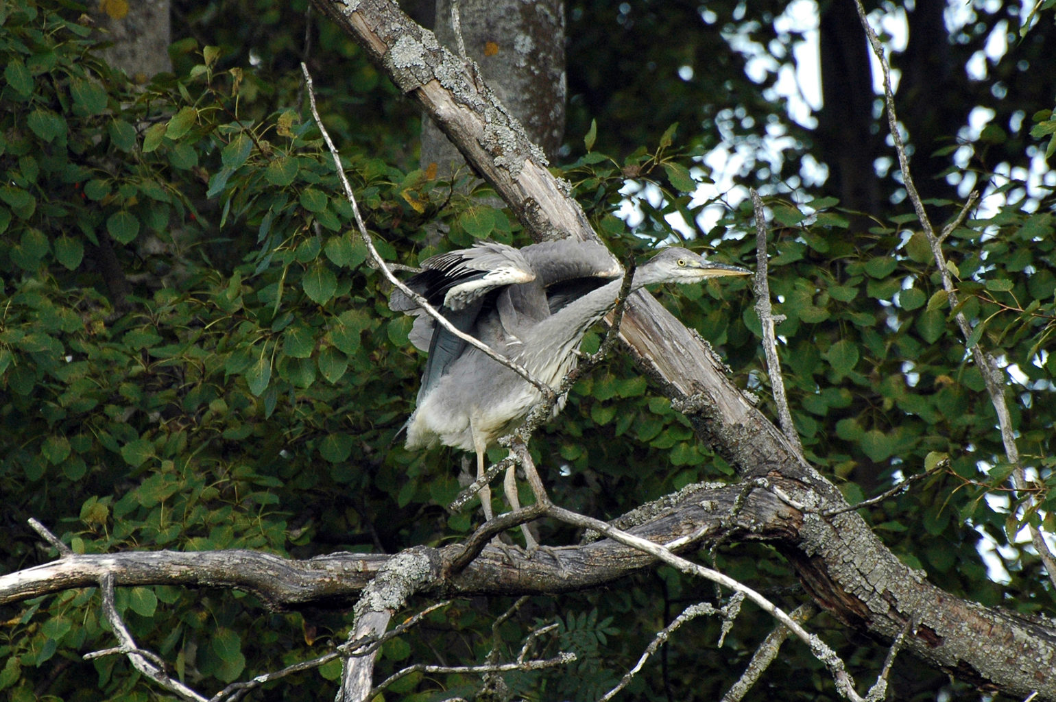 Valokuvaaja: Paavo Siukonen