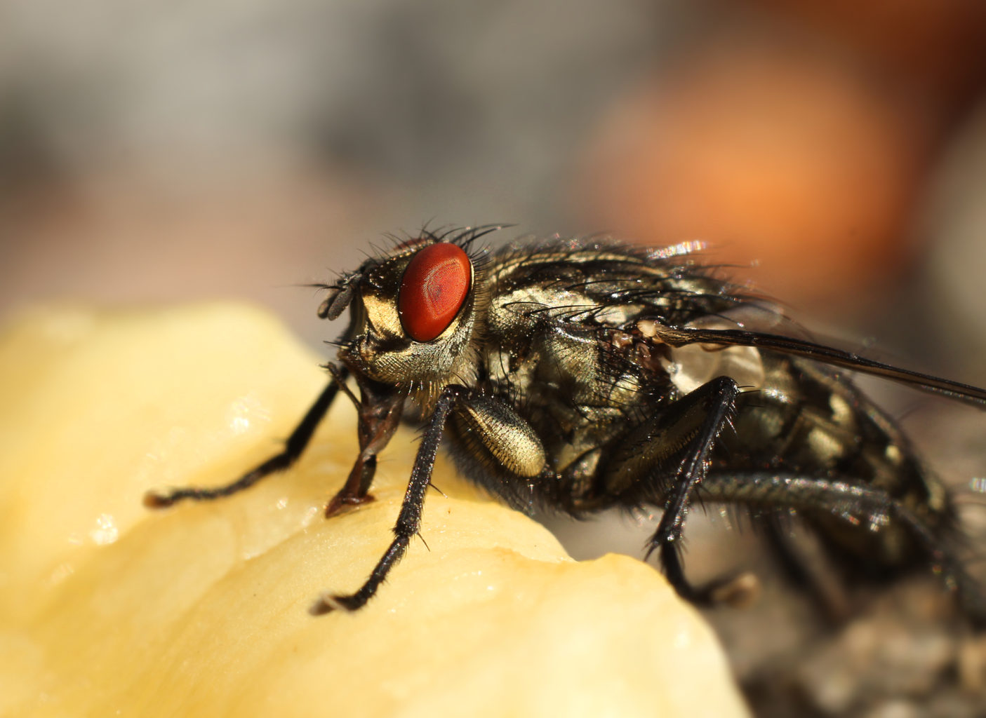 Valokuvaaja: Tarja Porkkala Valokuvaaja: Tarja Porkkala