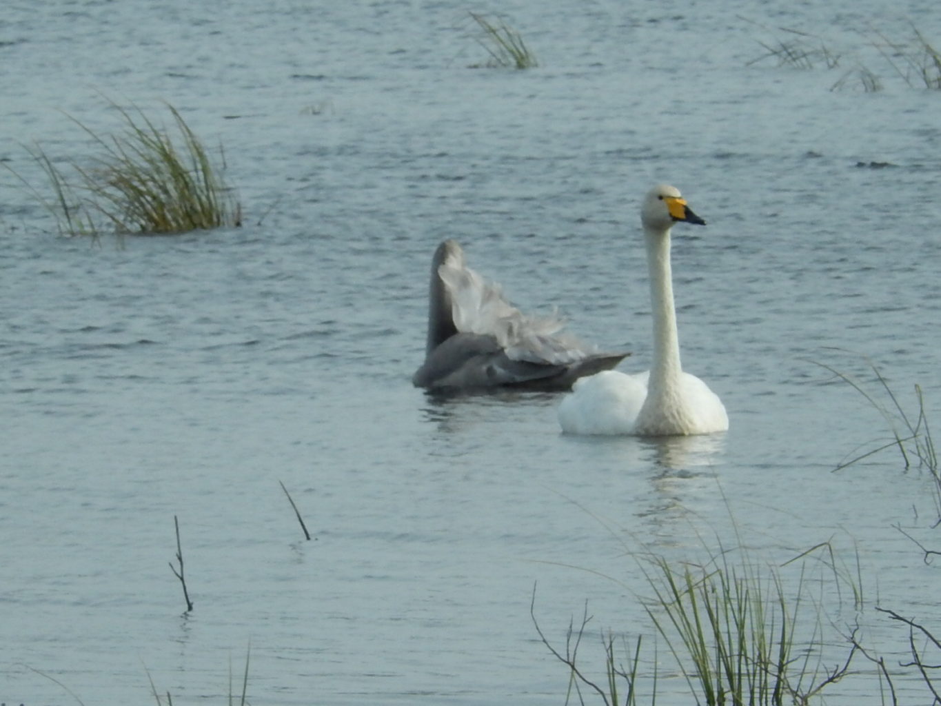 Valokuvaaja: Pirkko Siukonen