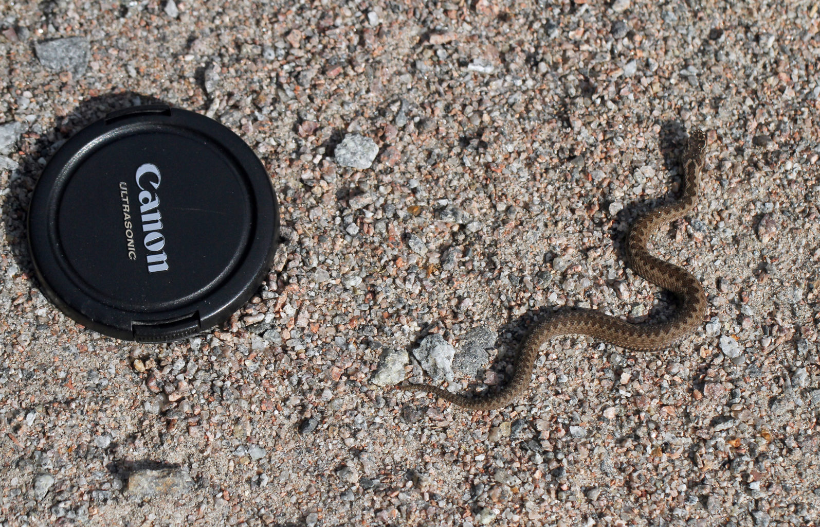 Valokuvaaja: Pirjo Tuominen