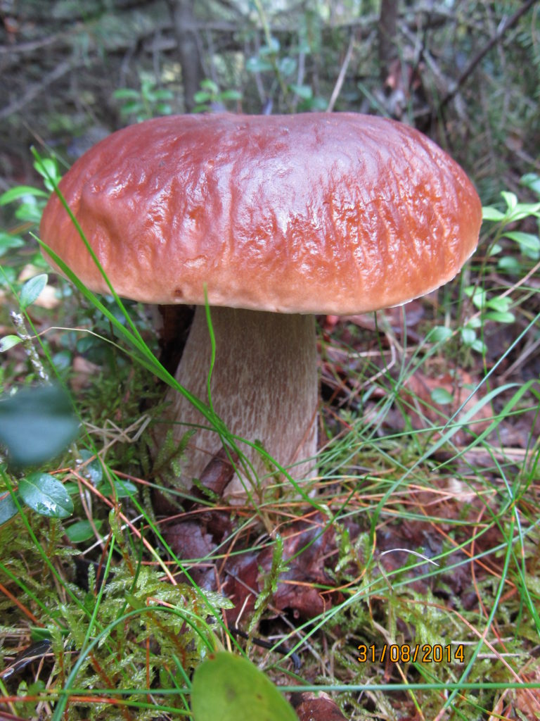 Valokuvaaja: Tuula Makkonen Valokuvaaja: Tuula Makkonen