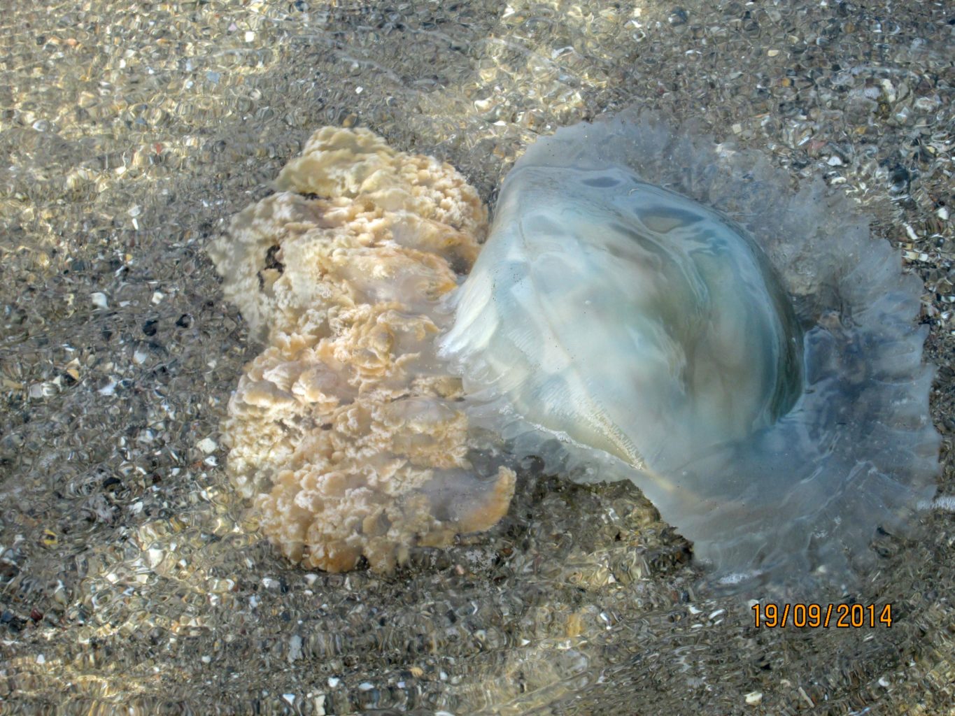 Valokuvaaja: Tuula Makkonen