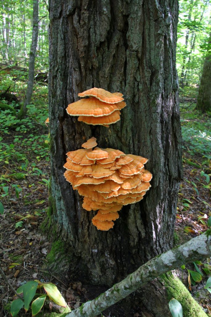 Valokuvaaja: Kari Aaltonen