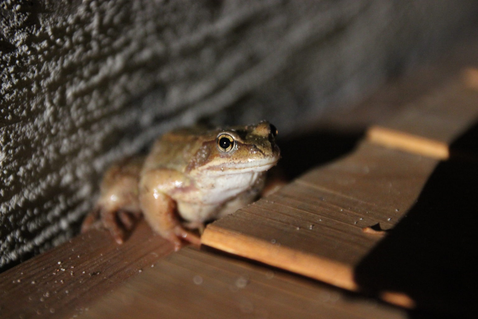 Valokuvaaja: Susanna Kakkonen