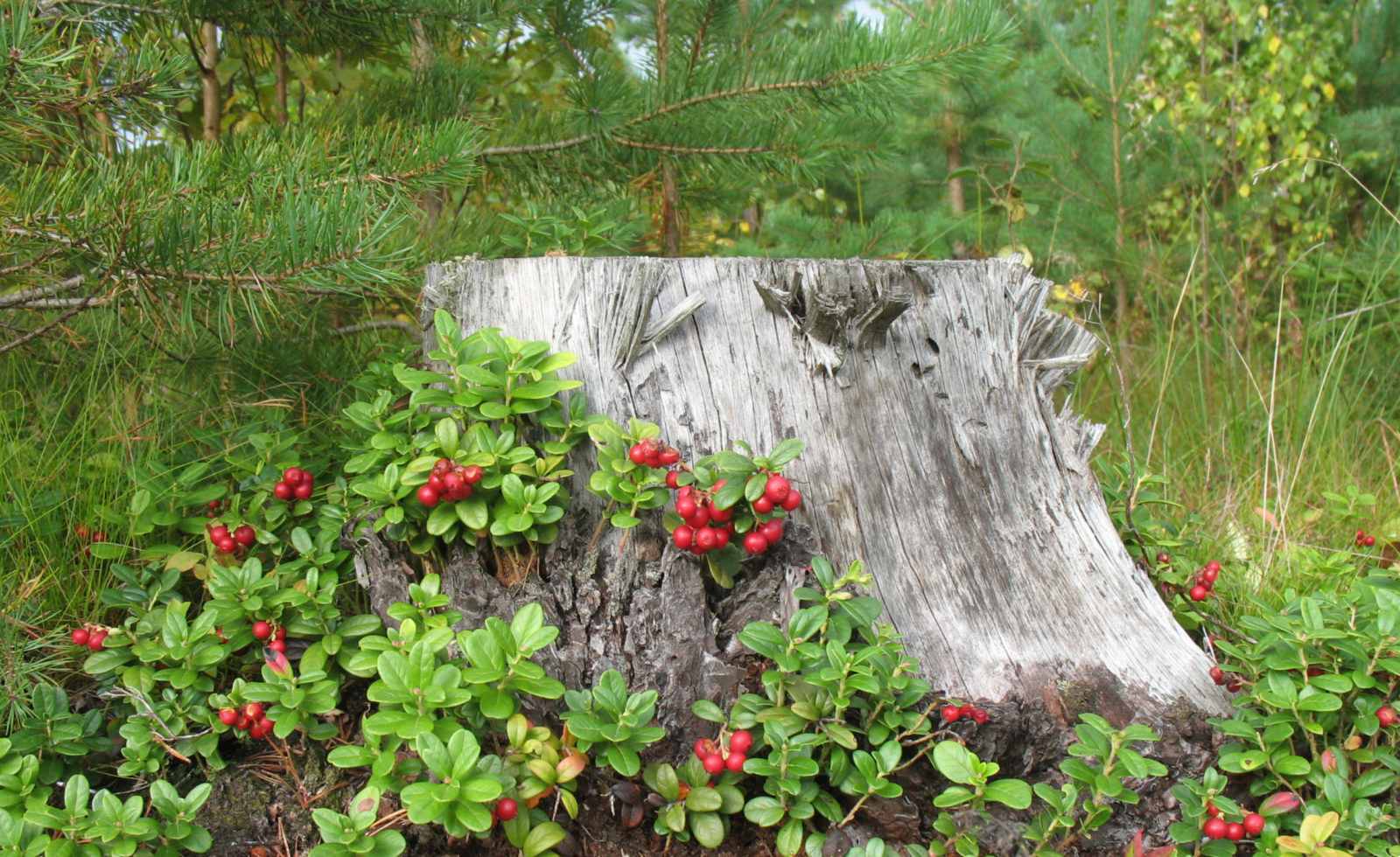Valokuvaaja: Ylva Karhu