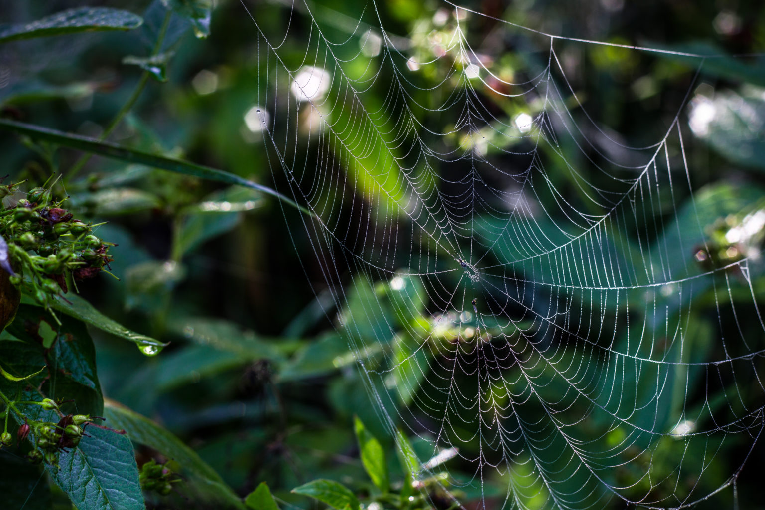 Valokuvaaja: Satu Mali