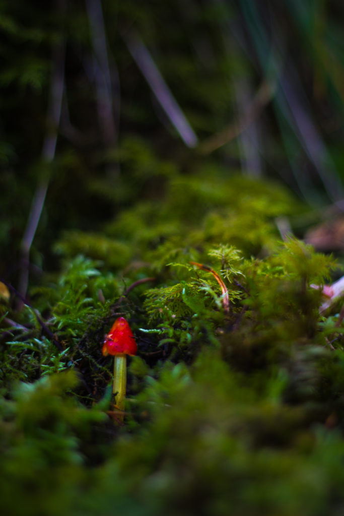 Valokuvaaja: Satu Mali Valokuvaaja: Satu Mali