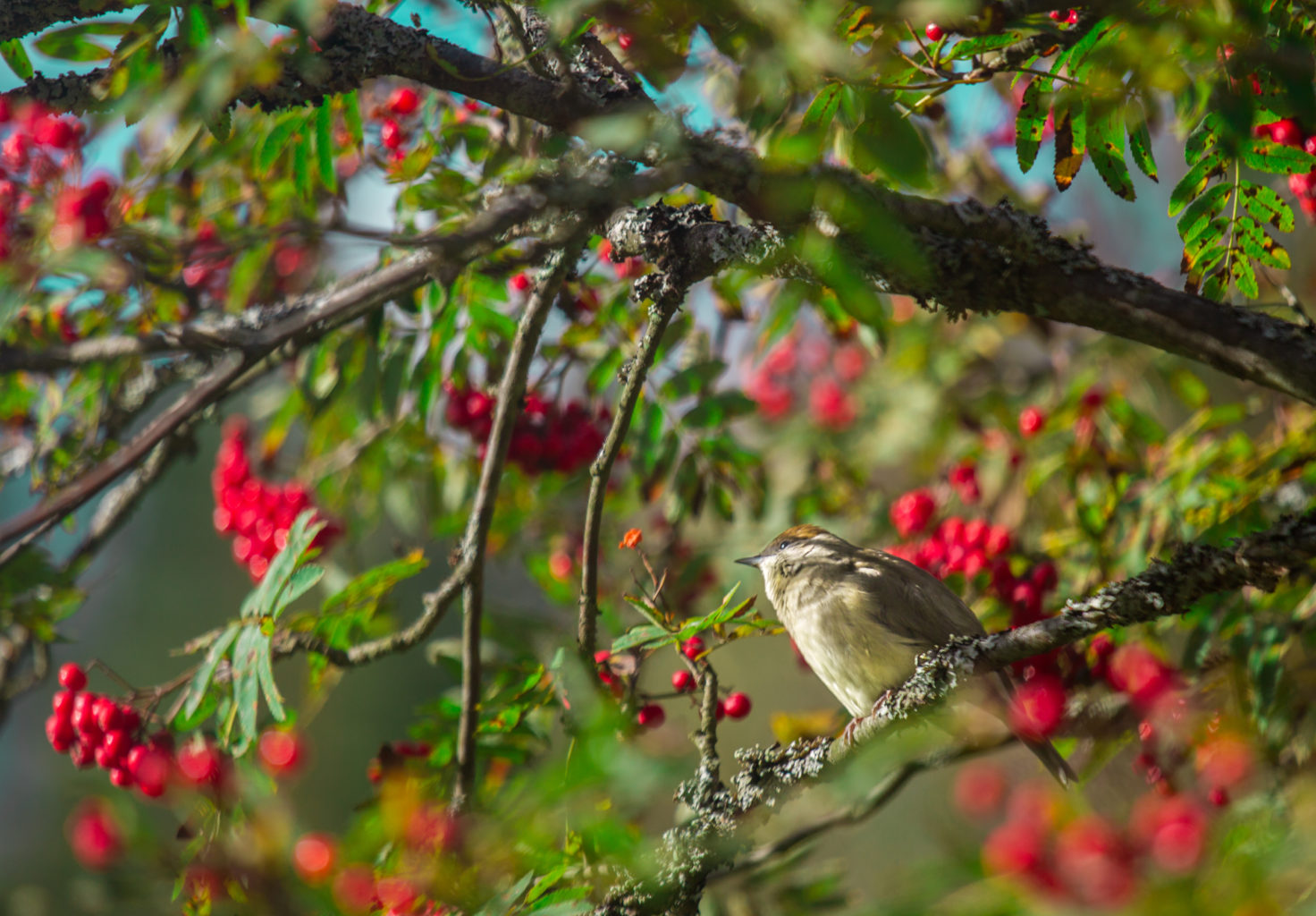 Valokuvaaja: Satu Mali