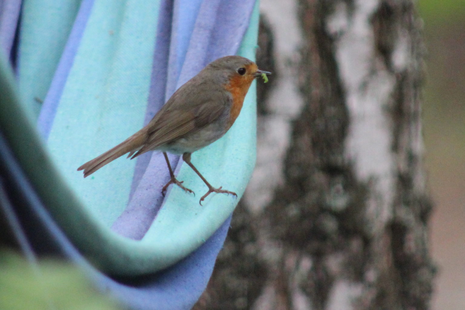 Valokuvaaja: kirsti kuronen