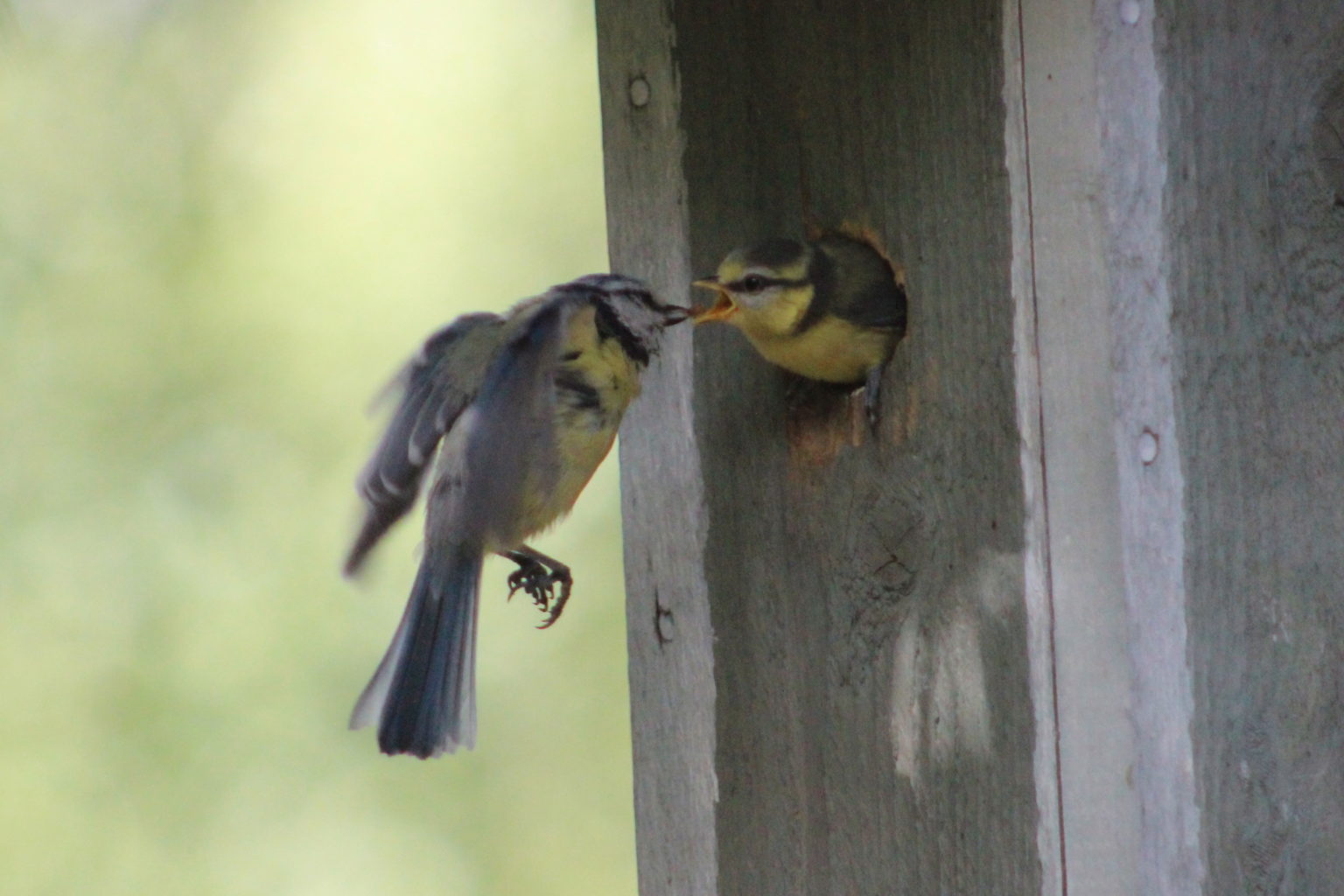 Valokuvaaja: kirsti kuronen