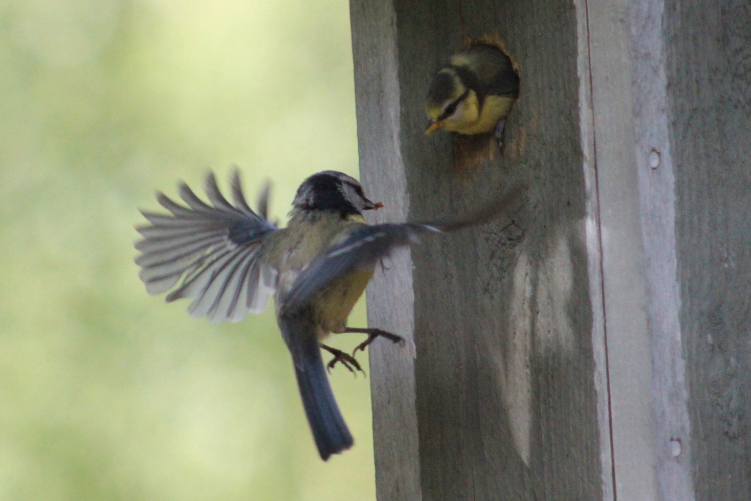 Valokuvaaja: kirsti kuronen