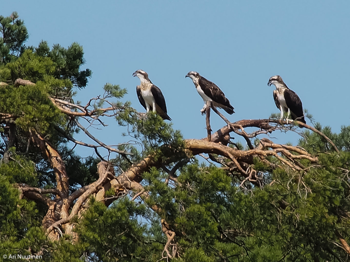 Valokuvaaja: Ari Nuutinen Valokuvaaja: Ari Nuutinen