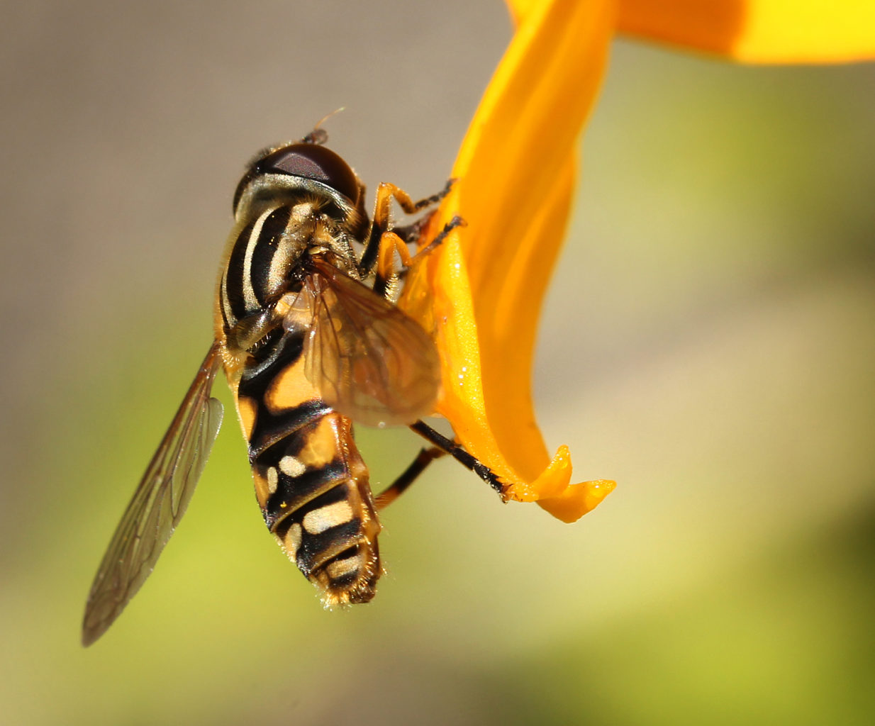 Valokuvaaja: Tarja Porkkala