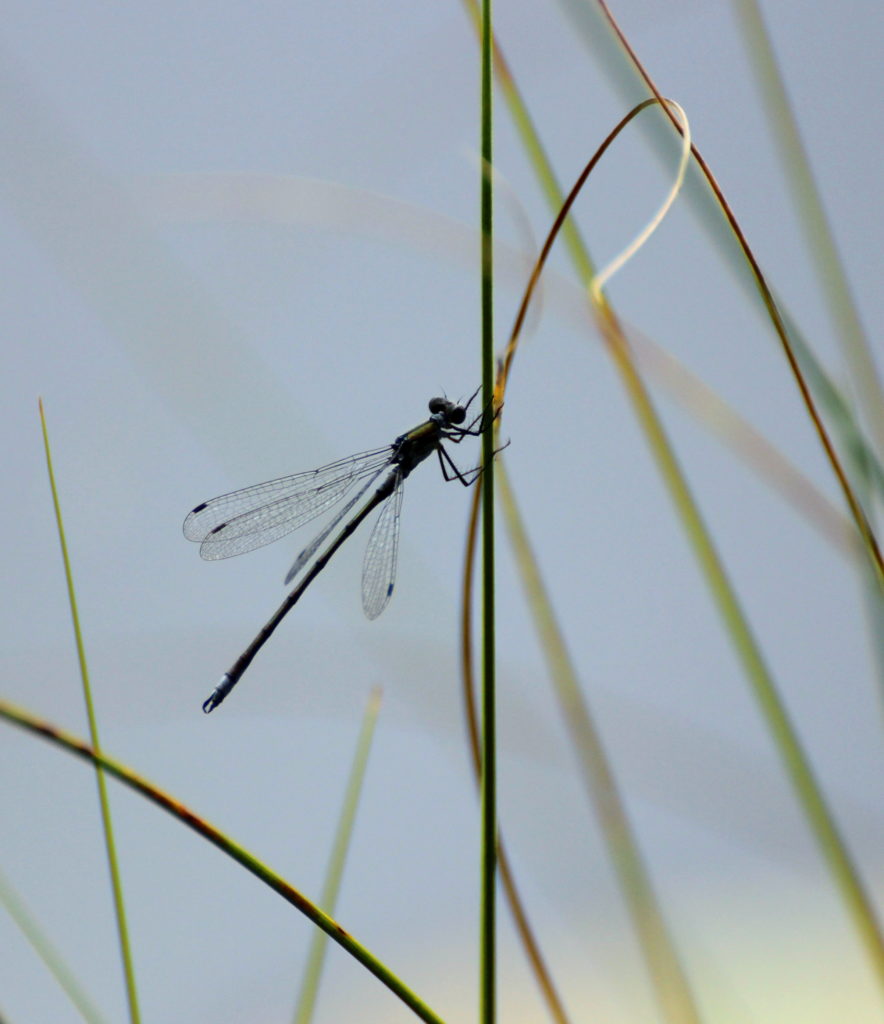 Valokuvaaja: Irja Lehtinen