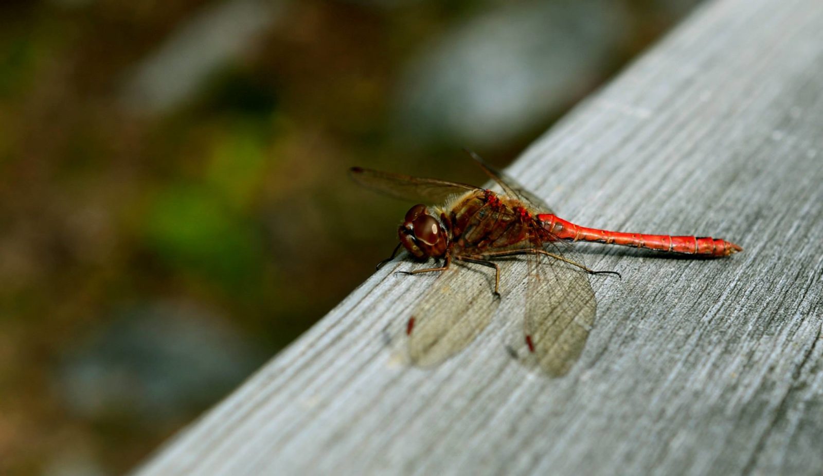 Valokuvaaja: Senja Rämä
