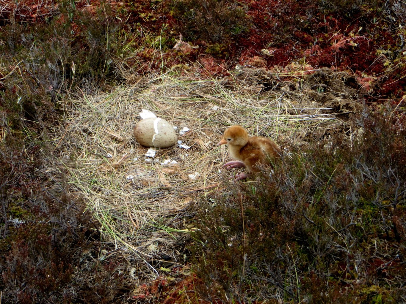 Valokuvaaja: Kai Kankare
