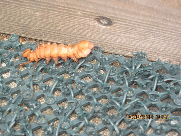 Valokuvaaja: Sirkku Viuhkonen