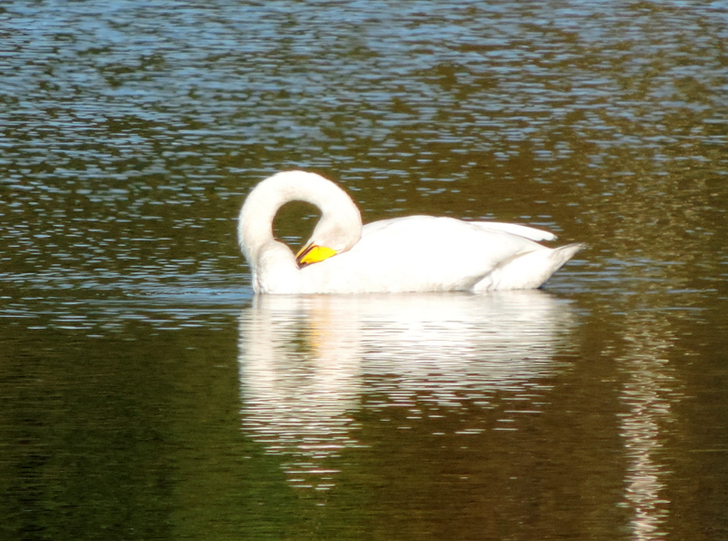 Valokuvaaja: Helena Sytelä Valokuvaaja: Helena Sytelä