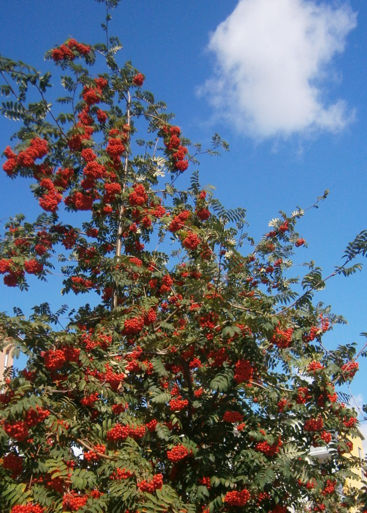 Valokuvaaja: Marjaana Heiäng