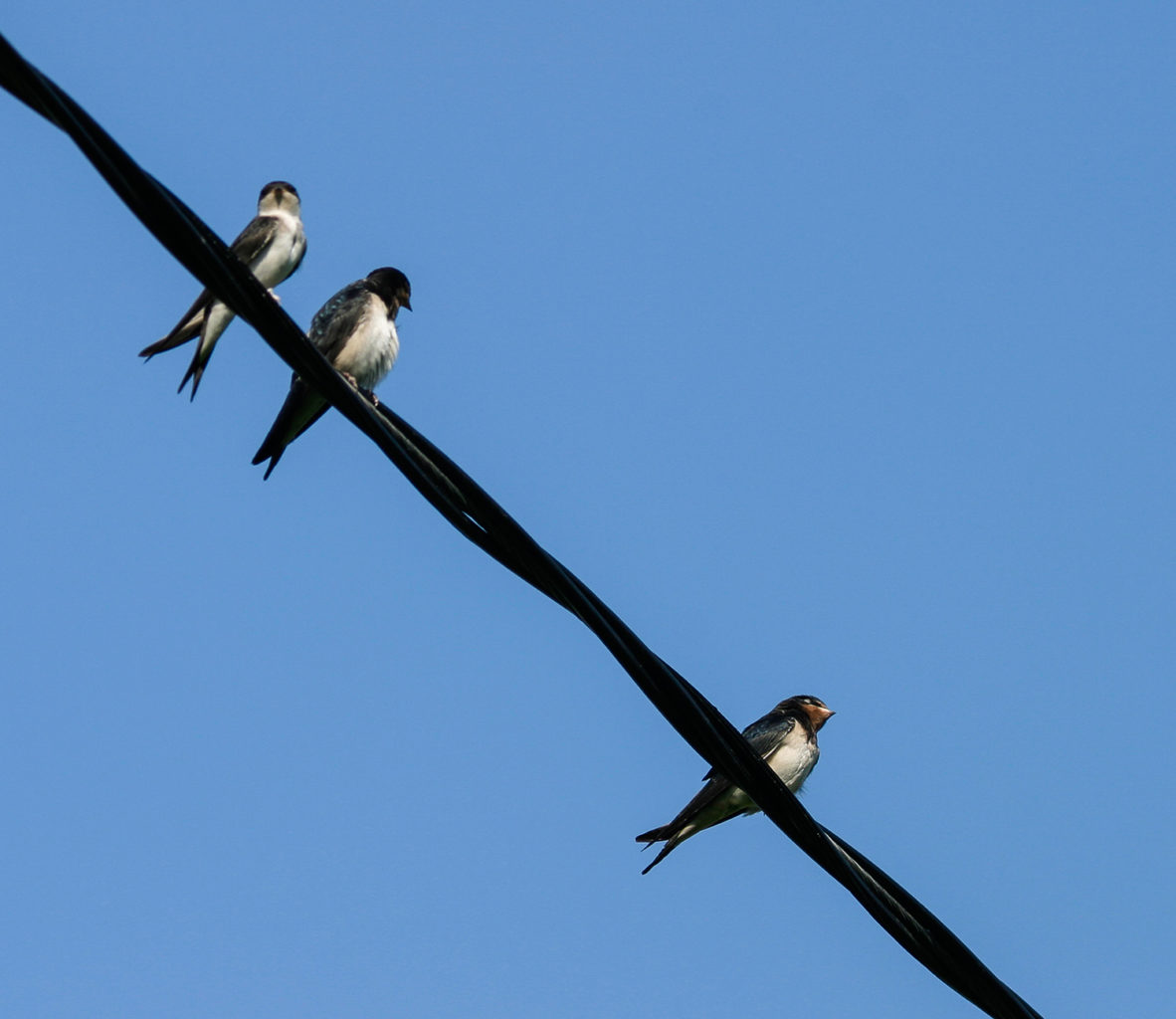 Valokuvaaja: Timo Ahola