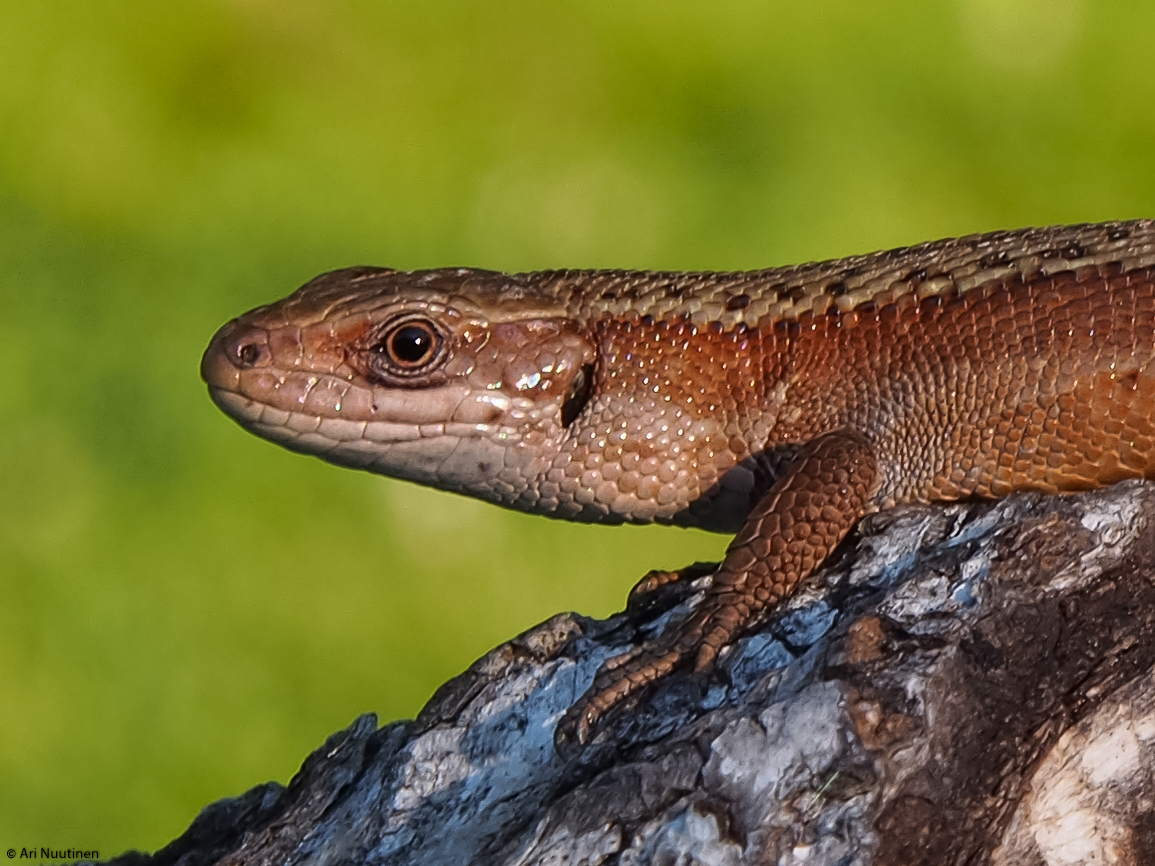 Valokuvaaja: Ari Nuutinen Valokuvaaja: Ari Nuutinen